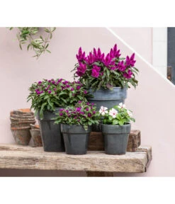 Federbusch 'Venezuela' -Eleganter Garten 8810657 WE MO 001 Celosia