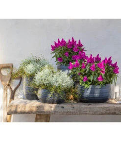 Federbusch 'Venezuela' -Eleganter Garten 8810657 WE MO 002 Celosia