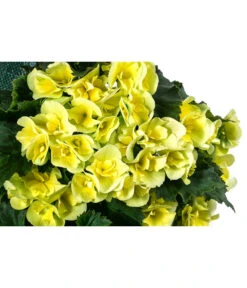 Wandhänger Mit Hängebegonien, Verschiedene Sorten 19 Wandhänger Mit Hängebegonien, Verschiedene Sorten -Eleganter Garten 8810988 WE DE 001 HaengebegonieWandhaengergelb