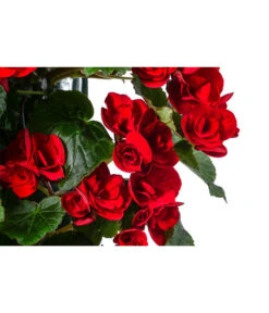 Wandhänger Mit Hängebegonien, Verschiedene Sorten 22 Wandhänger Mit Hängebegonien, Verschiedene Sorten -Eleganter Garten 8810988 WE DE 001 HaengebegonieWandhaengerrot