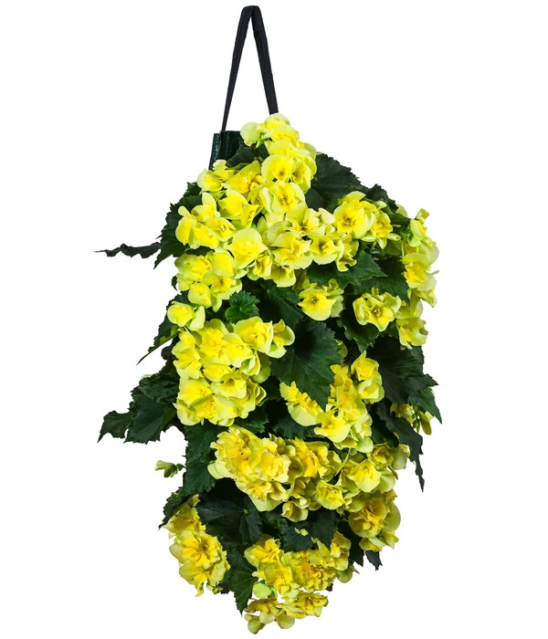 Wandhänger Mit Hängebegonien, Verschiedene Sorten 3 Wandhänger Mit Hängebegonien, Verschiedene Sorten