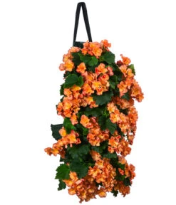 Wandhänger Mit Hängebegonien, Verschiedene Sorten 14 Wandhänger Mit Hängebegonien, Verschiedene Sorten -Eleganter Garten 8810988 WE FS 001 HaengebegonieWandhaengerorange