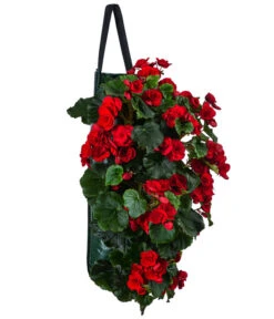 Wandhänger Mit Hängebegonien, Verschiedene Sorten 16 Wandhänger Mit Hängebegonien, Verschiedene Sorten -Eleganter Garten 8810988 WE FS 001 HaengebegonieWandhaengerrot
