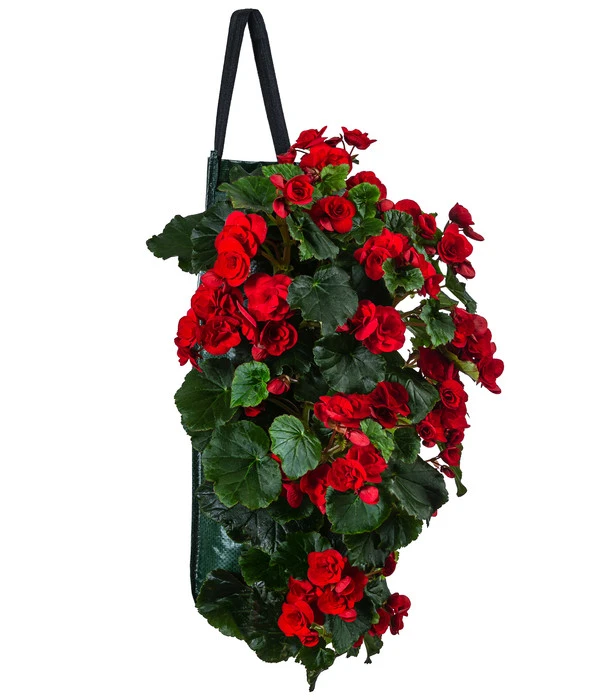 Wandhänger Mit Hängebegonien, Verschiedene Sorten 6 Wandhänger Mit Hängebegonien, Verschiedene Sorten – Bild 4