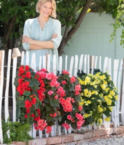 Wandhänger Mit Hängebegonien, Verschiedene Sorten 17 Wandhänger Mit Hängebegonien, Verschiedene Sorten -Eleganter Garten 8810988 WE MO 001 BegoniaWandhaenger