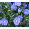 Blaue Mauritius -Eleganter Garten 8811143 BildD 001 BlaueMauritiusConvolvulusSabiatus