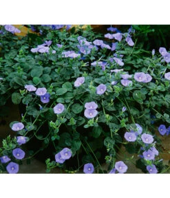 Blaue Mauritius -Eleganter Garten 8811143 BildFS 001 BlaueMauritiusConvolvulusSabiatus