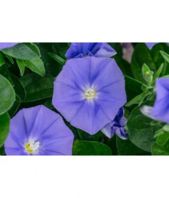 Blaue Mauritius -Eleganter Garten 8811143 WE DE 001 ConvolvulusSabiatusT12