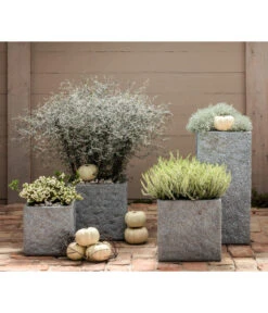 Zickzackstrauch 11 Zickzackstrauch -Eleganter Garten 8811184 7084932 8805913 WE MO 001 Zickzackstrauch Gitterkraut Knospenheide