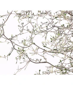 Zickzackstrauch 15 Zickzackstrauch -Eleganter Garten 8811184 WE DE 001 CorokiaCotoneasterZickzackstrauchT12DehnerExpressHerzig