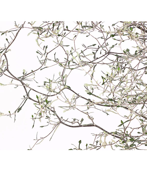 Zickzackstrauch 9 Zickzackstrauch – Bild 7