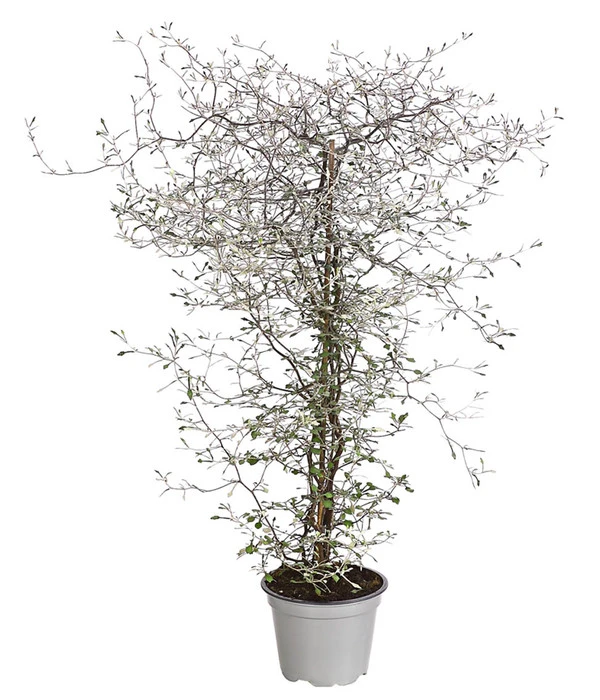 Zickzackstrauch 3 Zickzackstrauch