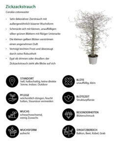 Zickzackstrauch 14 Zickzackstrauch -Eleganter Garten 8811184 WE IG 001 CorokiaCotoneasterZickzackstrauchT12DehnerExpressHerzig