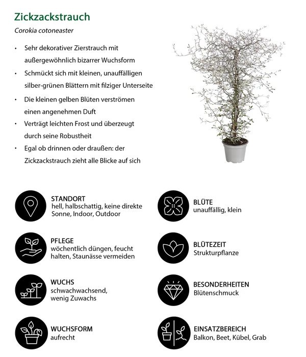 Zickzackstrauch 8 Zickzackstrauch – Bild 6