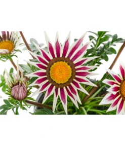 Mittagsgold, Verschiedene Farben 27 Mittagsgold, Verschiedene Farben -Eleganter Garten 8812851 WE DE 001 GazaniaT12