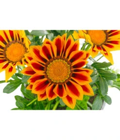 Mittagsgold, Verschiedene Farben 26 Mittagsgold, Verschiedene Farben -Eleganter Garten 8812851 WE DE 003 GazaniaT12