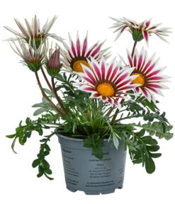 Mittagsgold, Verschiedene Farben 20 Mittagsgold, Verschiedene Farben -Eleganter Garten 8812851 WE FS 001 GazaniaT12