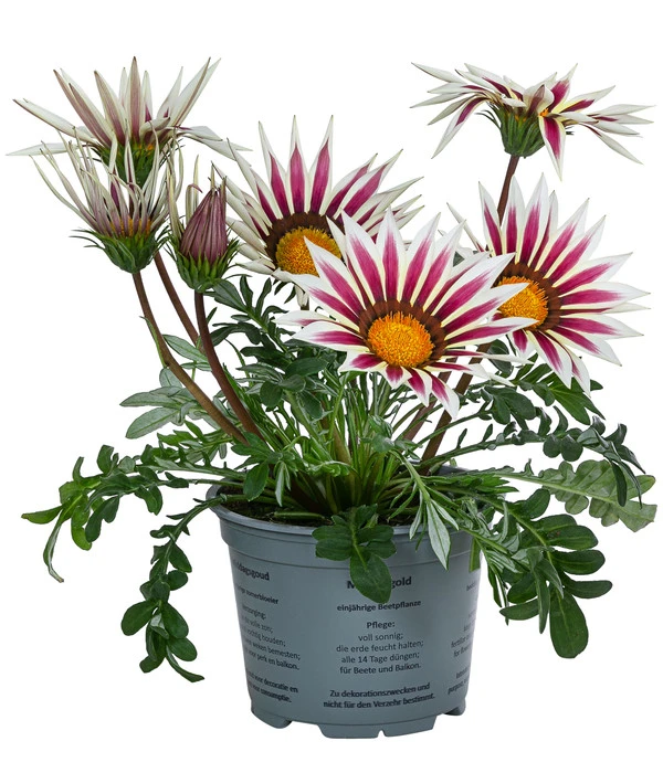 Mittagsgold, Verschiedene Farben 8 Mittagsgold, Verschiedene Farben – Bild 6