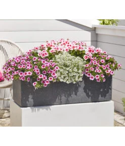 Minihängepetunie 'Rosenauge' -Eleganter Garten 8812992 8809568 8809568 8815938 WE MO 001 GeranieStehendSmokeyEye LobulariaSnowPrincess MinihaengepetunieRosenauge