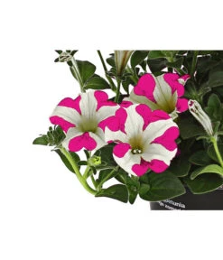 Hängepetunie 'Pink Heart®' -Eleganter Garten 8814899 WE DE 001 HaengepetuniePinkHeart