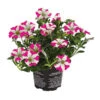 Hängepetunie 'Pink Heart®' -Eleganter Garten 8814899 WE FS 001 HaengepetuniePinkHeart
