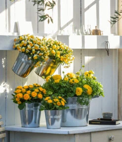 Beet- & Balkonpflanzen-Set Gelber Frühling, 6-teilig 14 Beet- & Balkonpflanzen-Set Gelber Frühling, 6-teilig -Eleganter Garten 8815011 8808214 8806606 WE MO 001 RanunkelHornveilchenRosenprimel