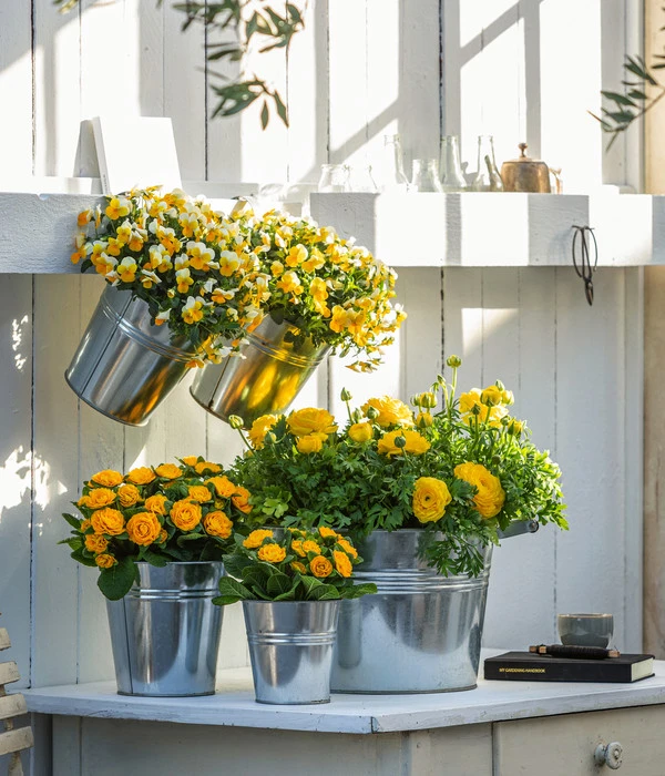 Beet- & Balkonpflanzen-Set Gelber Frühling, 6-teilig 7 Beet- & Balkonpflanzen-Set Gelber Frühling, 6-teilig – Bild 5