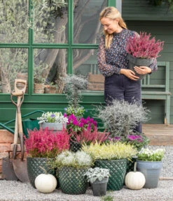 Zickzackstrauch 13 Zickzackstrauch -Eleganter Garten 8815763 WE MO 001 MuecaGitterkrautMuehlenbeckia