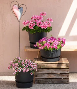 Minihängepetunie 'Rosenauge' -Eleganter Garten 8815938 6769020 6714232 8811580 8818445 WE MO 001 MHPRosenaugeKnutschfleck 1