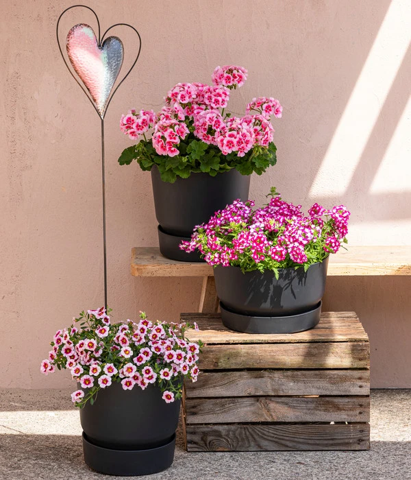 Elho Kunststoff-Topf Greenville, Ca. Ø19/H18 Cm 5 Elho Kunststoff-Topf Greenville, Ca. Ø19/H18 Cm – Bild 3