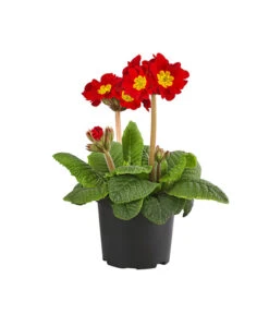 Stängelprimel, Verschiedene Farben 15 Stängelprimel, Verschiedene Farben -Eleganter Garten 8816498 PR FS 001 PrimelStaengelprimelPrimulaT12DehnerExpressHerzig