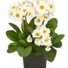 Stängelprimel, Verschiedene Farben -Eleganter Garten 8816498 PR FS 001 StaengelprimelPrimulaElatiorT12DehnerHerzig