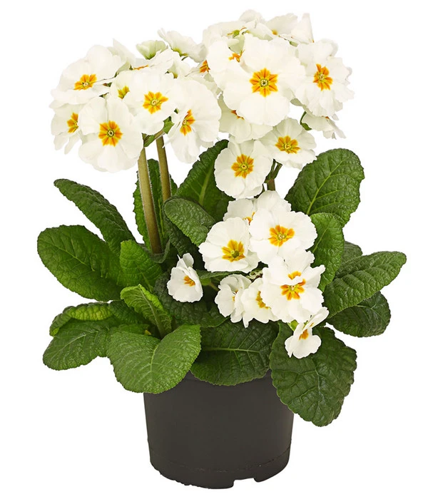 Stängelprimel, Verschiedene Farben 3 Stängelprimel, Verschiedene Farben