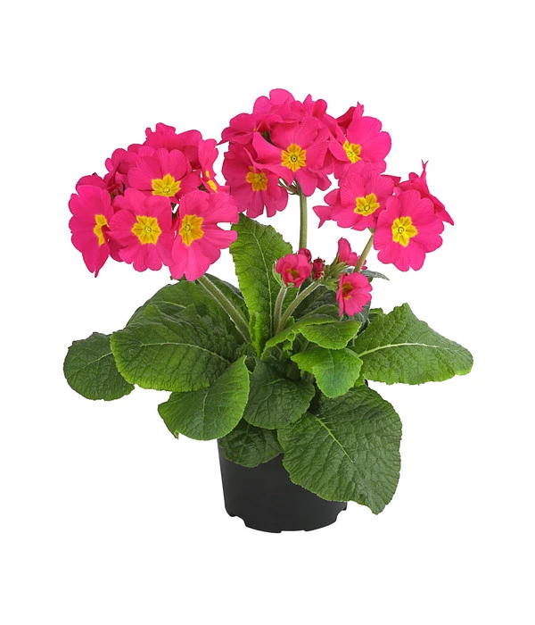 Stängelprimel, Verschiedene Farben 8 Stängelprimel, Verschiedene Farben – Bild 6