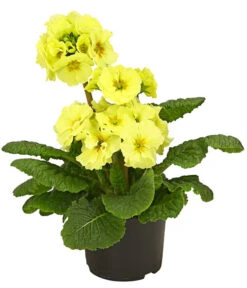 Stängelprimel, Verschiedene Farben 12 Stängelprimel, Verschiedene Farben -Eleganter Garten 8816498 PR FS 002 StaengelprimelPrimulaElatiorT12DehnerHerzig