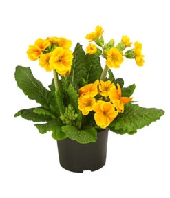 Stängelprimel, Verschiedene Farben 13 Stängelprimel, Verschiedene Farben -Eleganter Garten 8816498 PR FS 003 StaengelprimelPrimulaElatiorT12DehnerHerzig