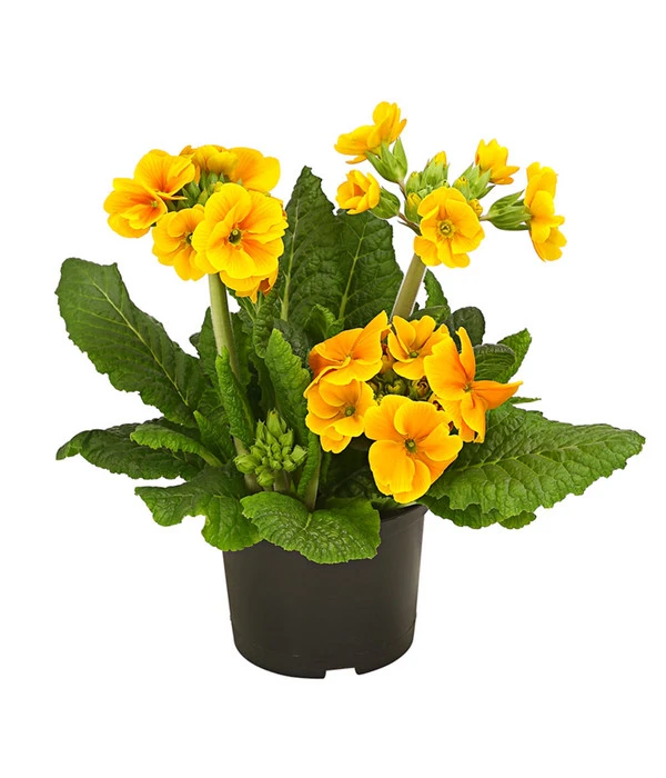 Stängelprimel, Verschiedene Farben 5 Stängelprimel, Verschiedene Farben – Bild 3