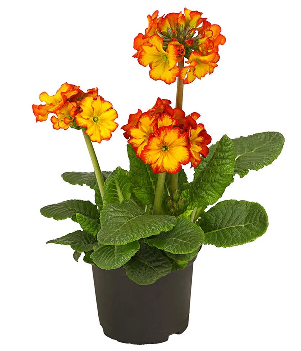 Stängelprimel, Verschiedene Farben 6 Stängelprimel, Verschiedene Farben – Bild 4