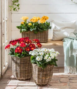 Stängelprimel, Verschiedene Farben 17 Stängelprimel, Verschiedene Farben -Eleganter Garten 8816498 WE MO 001 StaengelprimelPrimulaElatiorT12BL02