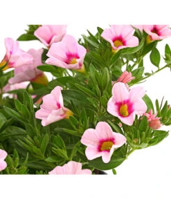 Minihängepetunie 'Rosenauge' -Eleganter Garten 8816639 WE DE 001 MinihaengepetunieCalibrachoaHybrideMixT12OWDehnerExpressHerzig