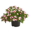 Minihängepetunie 'Rosenauge' -Eleganter Garten 8816639 WE FS 001 MinihaengepetunieCalibrachoaHybrideMixT12OWDehnerExpressHerzig