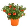 Minihängepetunie, Orange -Eleganter Garten 8816837 PR FS 001 CalibrachoaMinihaengepetunieOrangeDehnerExpressHerzig