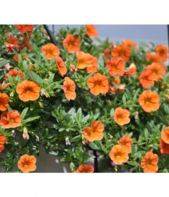 Minihängepetunie, Orange -Eleganter Garten 8816837 WE DEMinihaengepetunieMiniFamousOrangeSortenSichtungSelecta2012StefanGloede