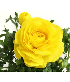 Beet- & Balkonpflanzen-Set Gelber Frühling, 6-teilig 15 Beet- & Balkonpflanzen-Set Gelber Frühling, 6-teilig -Eleganter Garten 8817355 PR DE 002 RanunkelnT11DehnerExpressHerzig