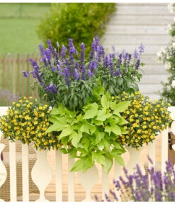 Süßkartoffel, Verschiedene Farben -Eleganter Garten 8817587 WE MO 001 SanvitaliaSalviaIpomoeaHusarenknopfSalbeiSuesskartoffelKastenRennerPrintMedia