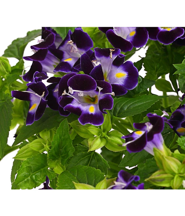 Torenie 4 Torenie – Bild 2