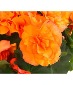 Begonie 'Solenia', Verschiedene Sorten 16 Begonie 'Solenia', Verschiedene Sorten -Eleganter Garten 8821290 PR DE 002 HaengebegonieSoleniaT12DehnerExpressHerzig