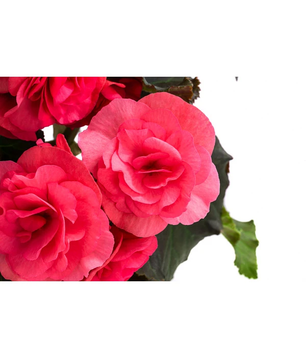 Begonie 'Solenia', Verschiedene Sorten 11 Begonie 'Solenia', Verschiedene Sorten – Bild 9