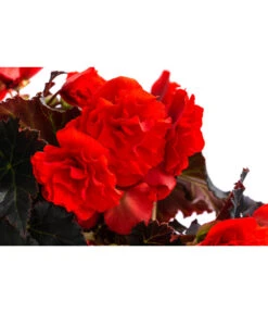 Begonie 'Solenia', Verschiedene Sorten 18 Begonie 'Solenia', Verschiedene Sorten -Eleganter Garten 8821290 WE DE 002 BegonieSoleniaRotT12