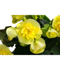 Begonie 'Solenia', Verschiedene Sorten 17 Begonie 'Solenia', Verschiedene Sorten -Eleganter Garten 8821290 WE DE 003 BegonieSoleniaGelbT12